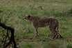Pilanesburg Cheetah 3.jpg